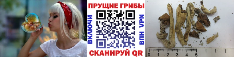 что такое наркотик  Сухой Лог  Псилоцибиновые грибы Psilocybine cubensis 